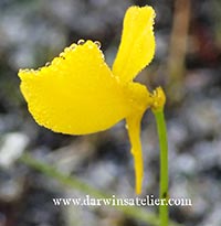 Utricularia cornuta -- close-up of spur