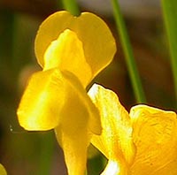 Utricularia cornuta -- flowers