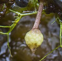 Utricularia geminiscapa -fruit from cleistogamous flowers
