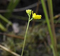 Utricularia geminiscapa plant