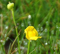 Utricularia gibbaplant
