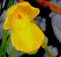 Utricularia gibba flower