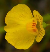 Utricularia intermedia -- close up of flower