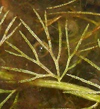 Utricularia intermedia --  close up of leaf