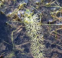 Utricularia intermedia -- foliage