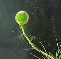 Utricularia intermedia --  turion