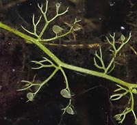 Utricularia minor--bladders