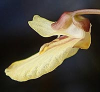 Utricularia minor -- close-up of flower