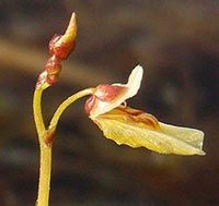 Utricularia minor -- flower stalks