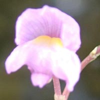 Utricularia purpurea -- flower stalk