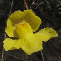 Utricularia radiata--close up of flower