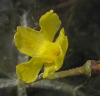 Utricularia radiata plant