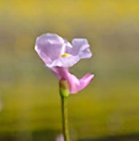 Utricularia resupinata -- flower stalk