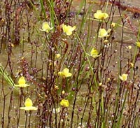 Utricularia subulata plants