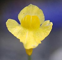 Utricularia subulata flower