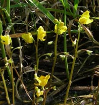 Utricularia vulgaris plants