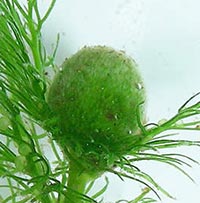 Utricularia vulgaris turion