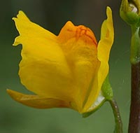 Utricularia vulgaris flowers
