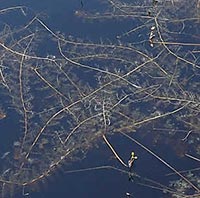 Utricularia vulgaris leaves