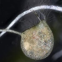 Utricularia resupinata -- bladders