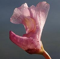 Utricularia resupinata -- close-up of flower