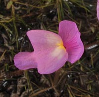 Utricularia resupinata --  Flower