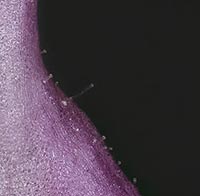 Utricularia resupinata -- glands