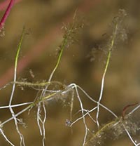 Utricularia resupinata -- leaves
