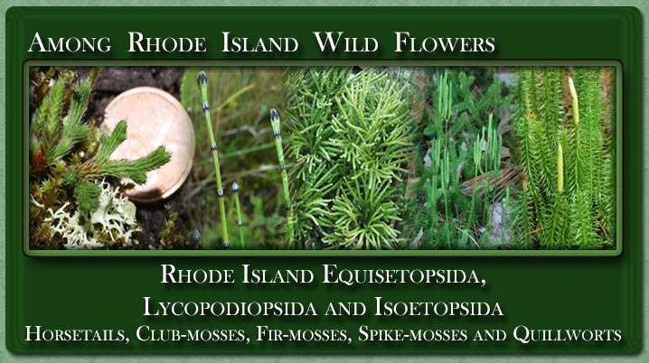 Rhode Island Equisetopsida and Lycopodiopsida  or Horsetails, Club-mosses, Spike-mosses and Quillworts