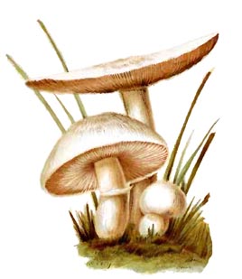 Mushrooms