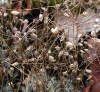 Smooth Sandwort in December