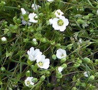 Smooth Sandwort in May