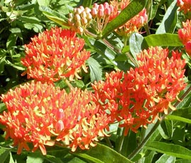 Butterfly Milkweeds