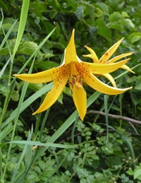 Canada Lily