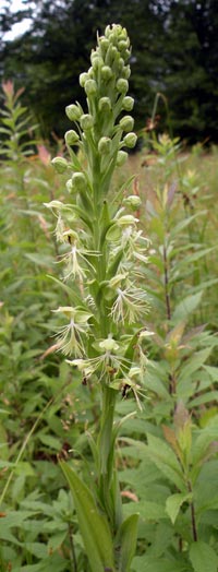 Ragged-fringed Orchid