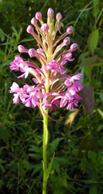 Small Purple-fringed Orchid