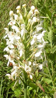 White-Fringed Orchid