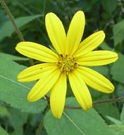 Woodland Sunflower