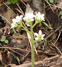 Early Saxifrage