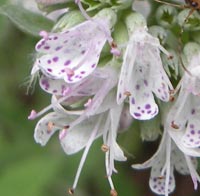 Hoary Mountain Mint