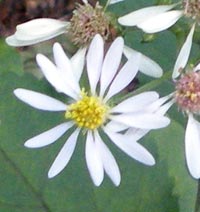 Large-leaved Aster