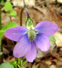 Palmate-leaved Violet