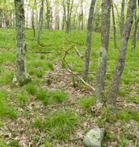 Shallow Soil Rock Hill