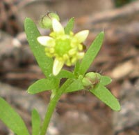 Small-flowered Crowfoot