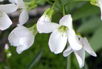 Cuckoo-flowers