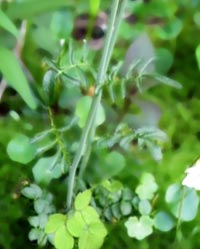 Cuckoo-fkower foliage
