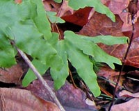 Hartford Climbing Fern
