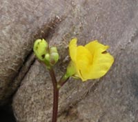 Humped Bladderwort