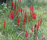 Cardinal Flower