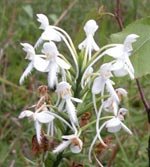 White-fringed Orchid